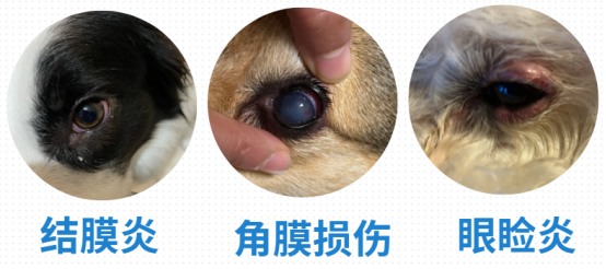 泰迪眼睛流淚怎麼辦？