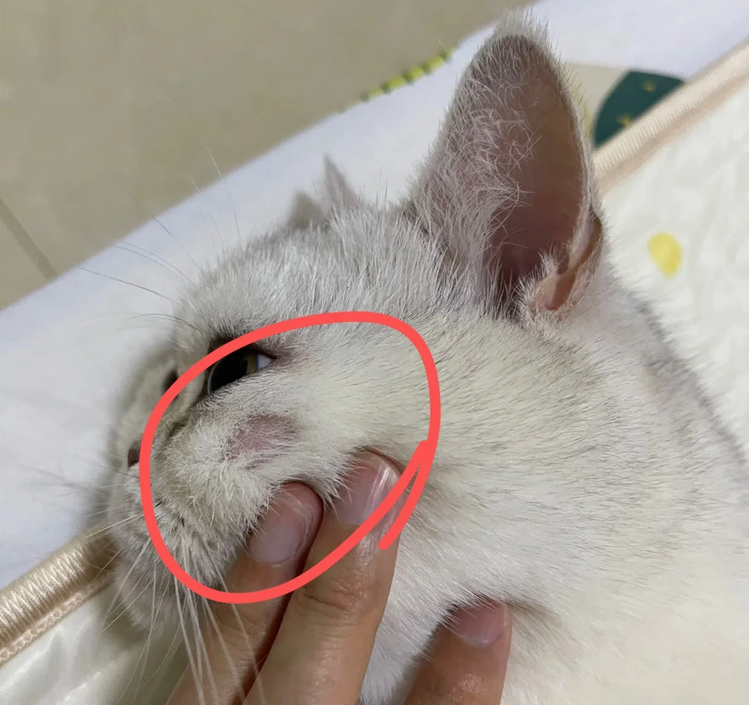 猫咪秃了一块不是猫癣