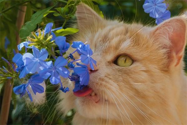 猫咪过敏的症状和原因有哪些？