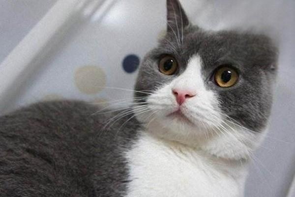猫咪口炎该如何治疗？
