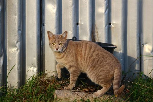 猫草和猫薄荷有什么区别