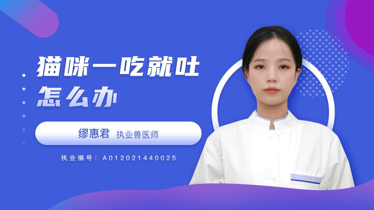 貓咪一吃就吐怎麼辦？
