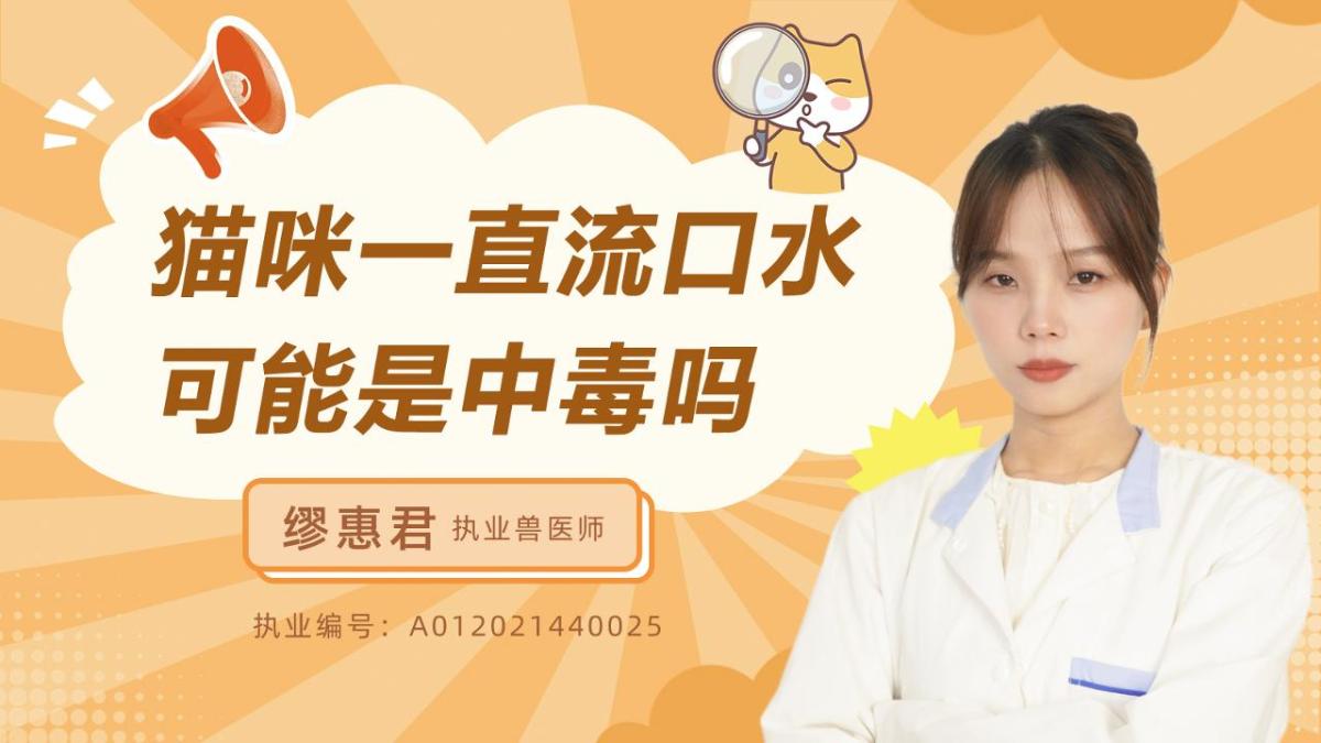 猫咪一直流口水可能是中毒吗？