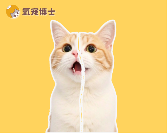 猫猫尿里带血怎么办