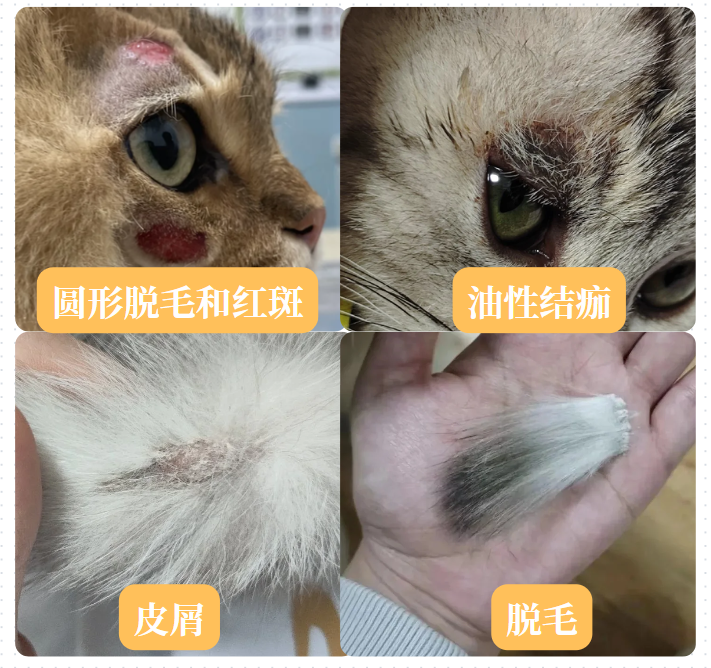 蓝猫得了猫癣