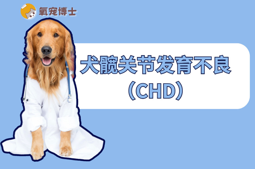 狗狗髋关节发育不良&mdash;&mdash;中大型犬的&ldquo;宿命&rdquo;？