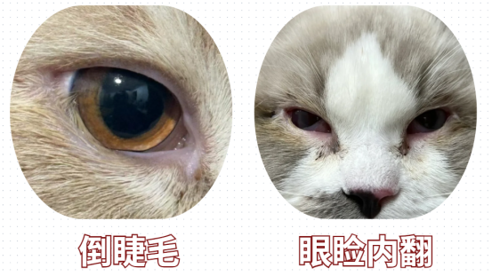 貓有淚痕怎麼處理？