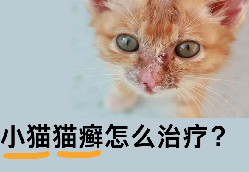 小猫猫癣怎么治疗？