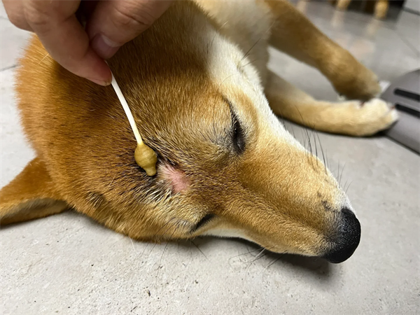 狗狗真菌癣喷剂