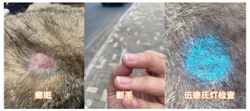 猫咪有猫癣用什么药效果好？