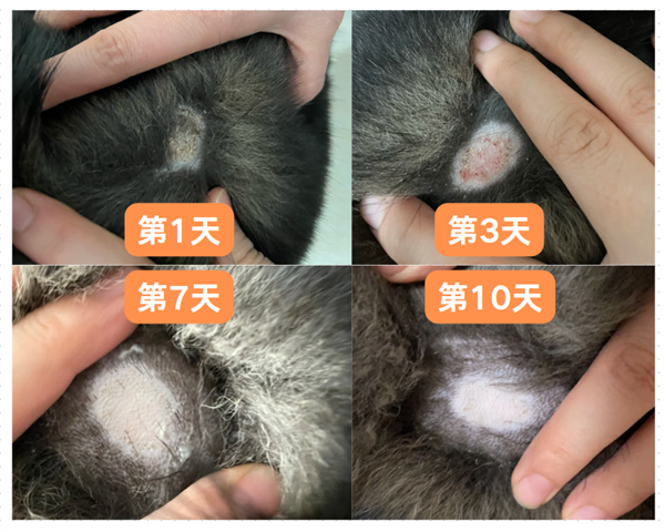 狗癣用什么药好？