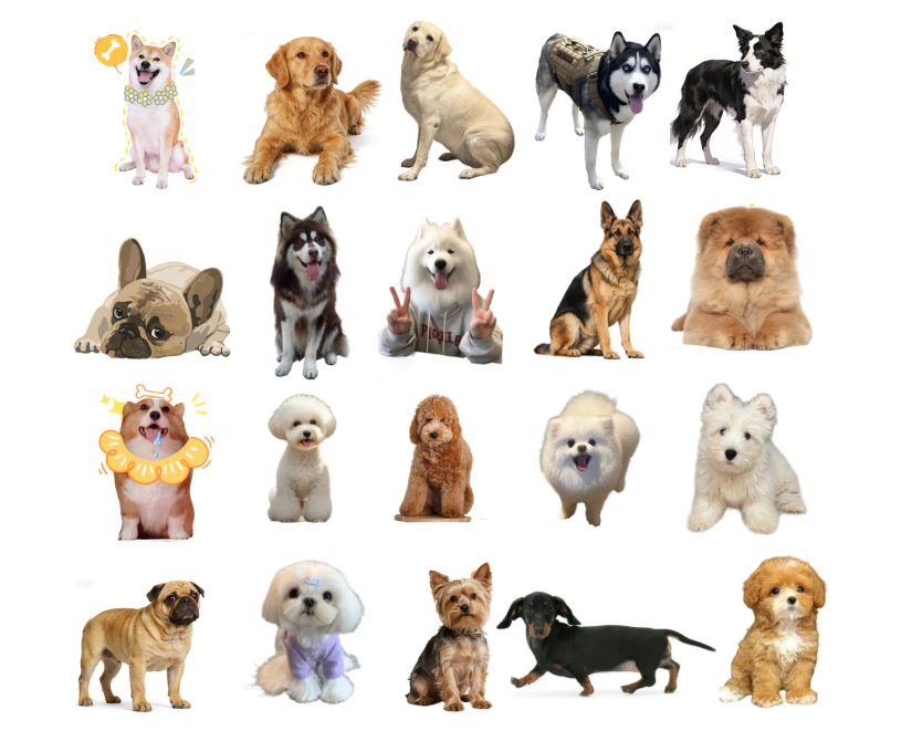 热门狗狗品种优缺点合集