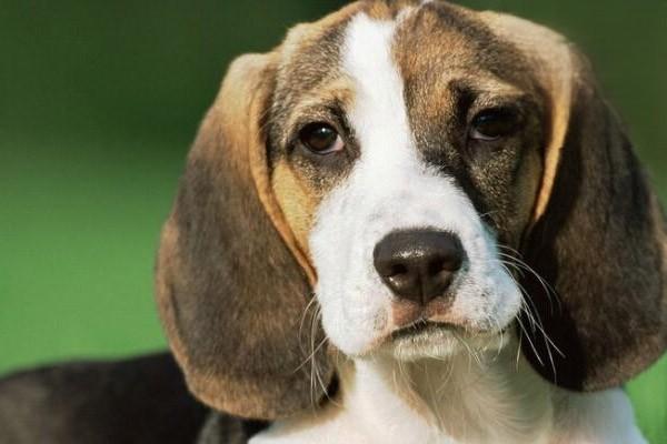 狗狗传染性肝炎的症状与治疗方法