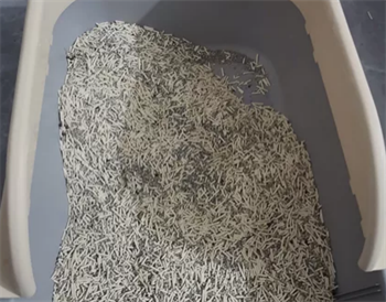 城市理享猫砂