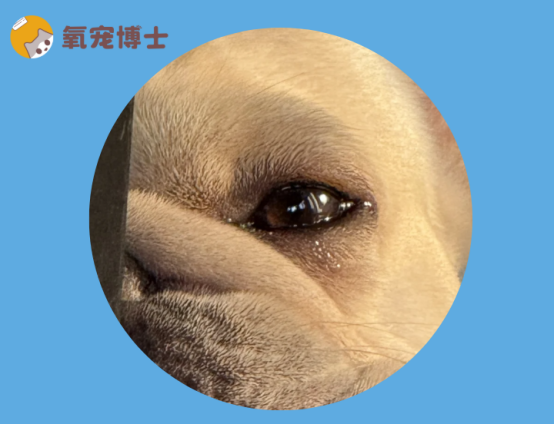 狗狗為什么老是流眼淚？