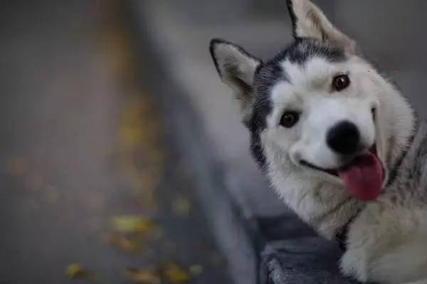 幼犬肺炎怎麼治