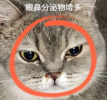 猫鼻支初现端倪，早期症状详解