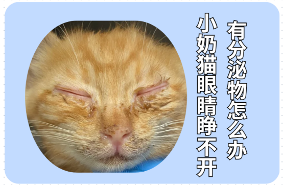 氧宠科普：小奶猫眼睛睁不开有分泌物怎么办？