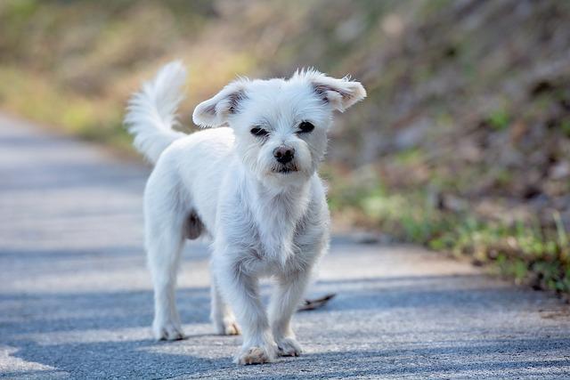 幼犬 / 老年犬食欲差怎么办？教你科学改善