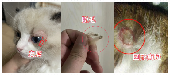 猫癣症状