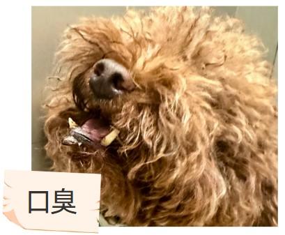 ‌泰迪犬嘴巴很臭的原因探析