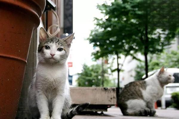 宠物怎么抱，抱猫的小技巧和姿势