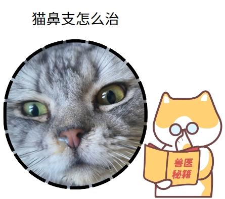 猫咪健康守护者：对抗猫鼻支的三大法宝