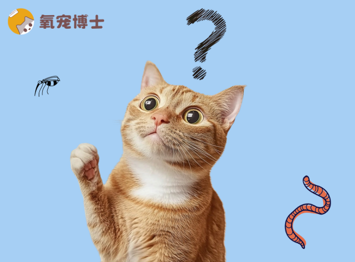 猫咪多久驱虫一次？一张时间表，一份安心
