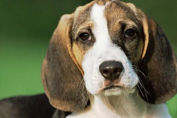 耳朵很大的狗狗具体有哪些品种？