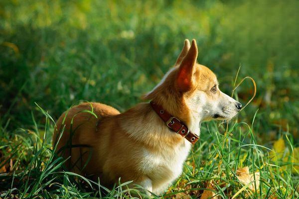 什麼是犬高鐵血紅蛋白血症