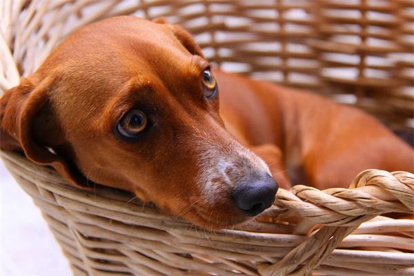 狗狗肝炎的病因及治疗方法