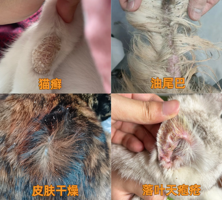 猫掉毛有皮屑的原因