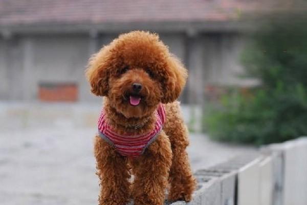 茶杯贵宾多少钱一只 茶杯贵宾犬价格