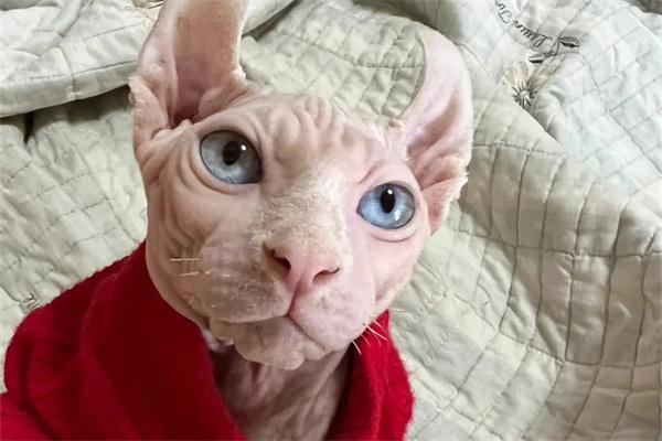 无毛猫的缺点和优点有哪些？
