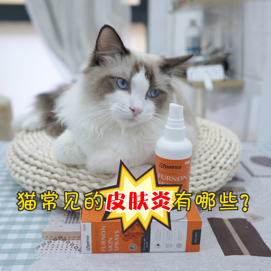 猫咪常见的皮肤炎种类以及用药