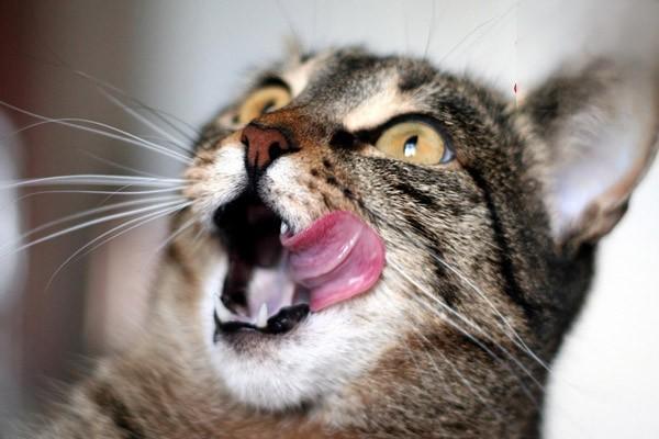 猫咪嘴角感染猫癣已治愈