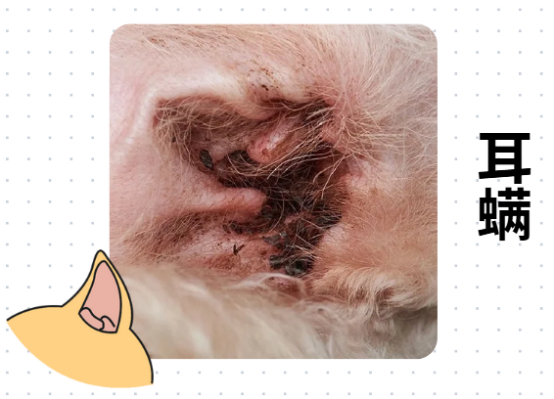 狗狗耳螨