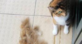 猫咪掉毛是因为什么