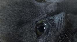 猫咪眼睛流脓状眼屎会死吗