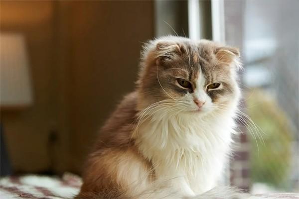 給貓咪飼喂益生菌的注意事項