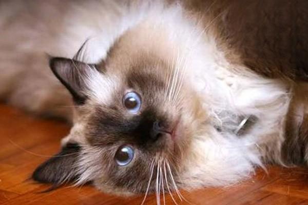 猫黄疸的症状与治疗
