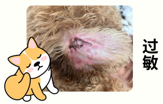 小狗耳朵痒一个劲挠怎么办
