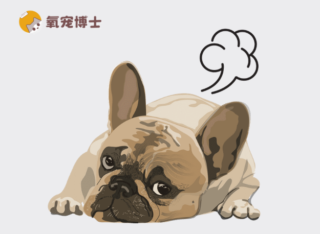 狗狗老放臭屁？别笑！可能是肠胃有问题