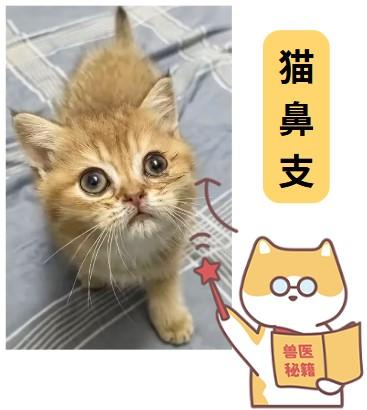 猫鼻支不再怕！特效药助您轻松应对，效果立竿见影！