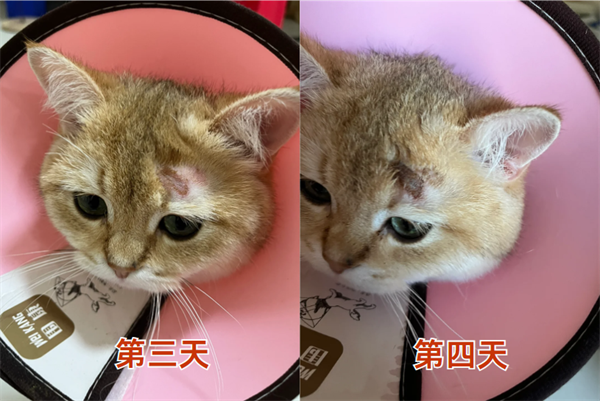 猫癣用药后变黑