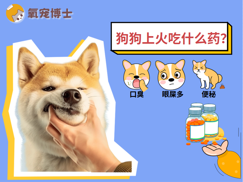 狗狗上火吃什么药？