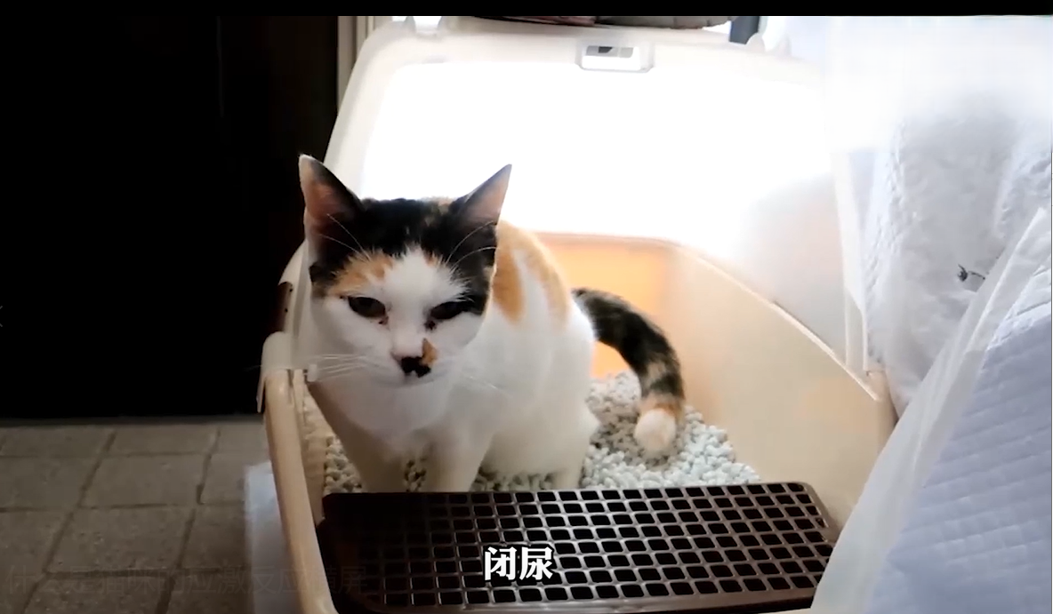 猫咪的应激反应有哪几种？