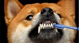 狗子们的牙齿你了解吗