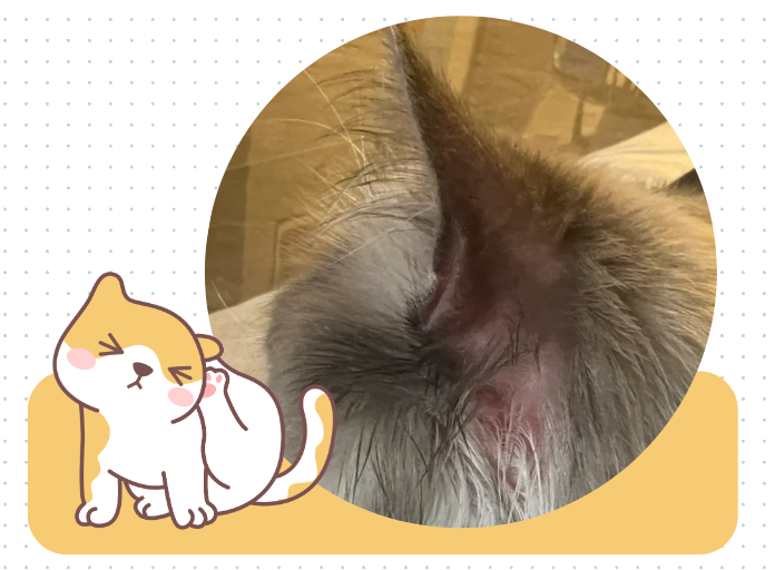 猫总挠耳朵后面是怎么回事？有图有真相！