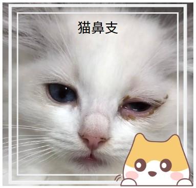 猫鼻支不再烦恼：一文教你如何根治